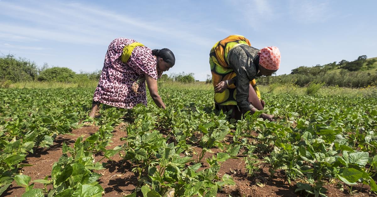 securite-alimentaire